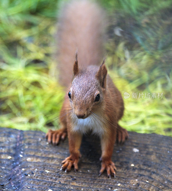 红松鼠(Sciurus Vulgaris)在树枝上摆姿势。